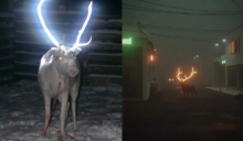 People just discovering why reindeer have glow-in-the-dark antlers on road