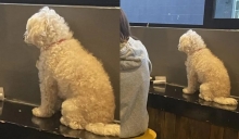 Customers slammed for allowing dog to sit on restaurant tables