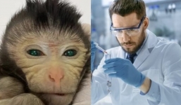 Scientists use two sets of DNA to create a chimera monkey