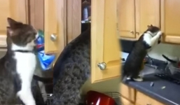 Cats that got famous for stealing and getting caught red-handed on videos