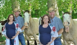 Laughing horse takes the spotlight owner's maternity photoshoot