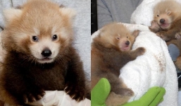 Admire the cute and extremely rare species of red panda