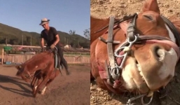 Lazy horse plays dead whenever people try to ride him
