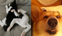 15 moments when the pet boss sleeps and falls asleep