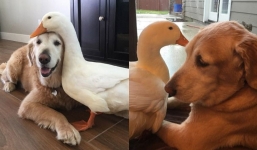Strange friendship: Dogs and ducks cuddle together without parting ways