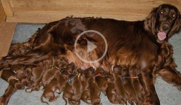 When pets become 'unplanned birth mothers'