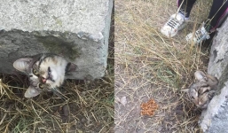 Breathless, rescue of a cat stuck in a narrow concrete pipe