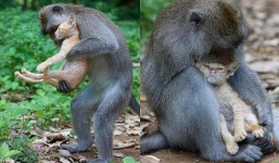 Monkey adopts and cares for kitten like her own