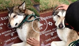 Dog heartbrokenly cries at deceased owner's grave