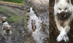 16 instances when allowing your dog to play in the mud wasn't a good Idea