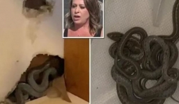 Unforeseen consequence: The dream house turned out to be a snake den