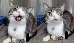 Special kitty overcomes disability to find his perfect home