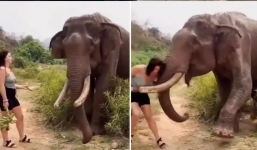 Woman taunts elephant with bananas and gets thrown into air