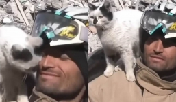 A cat rescued by a firefighter from earthquake rubble sticks by his side