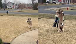 Bernedoodle's heartwarming after-school hug with little brother goes viral