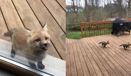 Adorable baby foxes turn grandma's porch into their playful haven