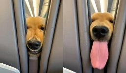 Puppy's playful antics delight passengers in the rear