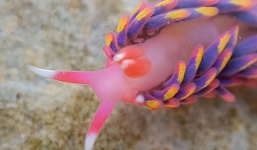 Rock pooler uncovers breathtaking rainbow sea slug in south cornwall
