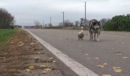 Max Malamute and Duck form an endearing bond, welting hearts everywhere