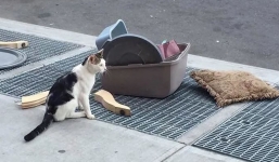 Cat discarded on street along with all its possessions