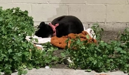 Faithful dog left on curb guards belongings, awaits reunion with family