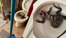 Iguana found inside Florida home’s toilet