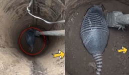 Man discovers extraordinarily rare species while digging a well