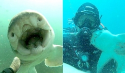 'Prehistoric' shark hugs diver affectionately