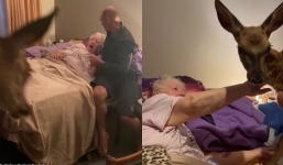 Daughter brings Bambi to visit dying mother, capturing an emotional moment