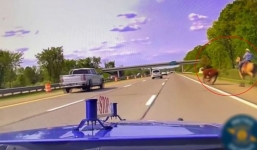 Real life lasso-wielding cowboy captures runaway cow on motorway