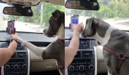 Resourceful dog stops owner's texting, prevents distracted driving