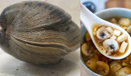 The 214-year-old 'giant' clam was almost cooked into soup