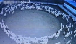 A flock of sheep circled around for 12 days and nights as if hypnotized