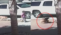 Brave cat saves autistic boy's life by attacking dog