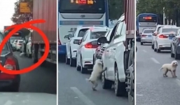 Heartbreaking: the dog was abandoned in the middle of a busy road