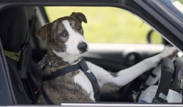 Man blames his dog for driving too fast to avoid getting caught