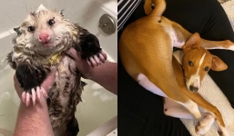 Adorable animals expertly leverage charm to receive preferential treatment