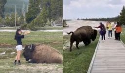 American female tourist defies safety to take selfie with bison