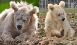 Elderly circus bear is finally free after 20 years behind bars