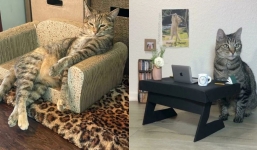 10+ Adorable cat-sized furniture pieces that will melt your heart