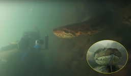Scuba diver confronts enormous seven-meter anaconda
