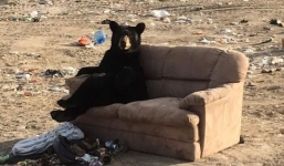 Bear caught enjoying ‘just like a human’ on discarded couch