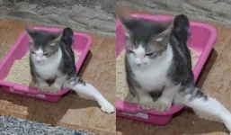 10 animals who can change your mood without any effort