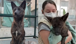 World's first known hybridization between a dog and a pampas fox