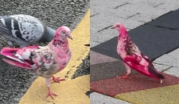 Locals baffled after spotting mystery pink pigeon in town centre