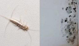 If you spot tiny insects in your home, you could have an expensive problem