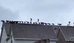 Man stunned after spotting 20 vultures gather on his neighbor's roof