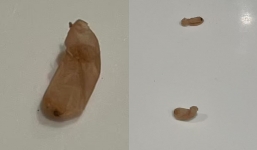 Baffled mum begs for help after discovering 'beans' in her bathroom