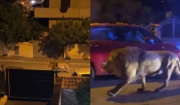 Escaped lion sparks panic in Italian town after escaping from the circus