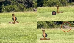 Frightening moment: Huge cobra suddenly attacks golf